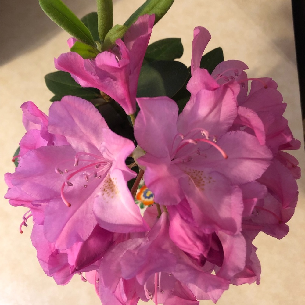 Meet your Posher, Barbara